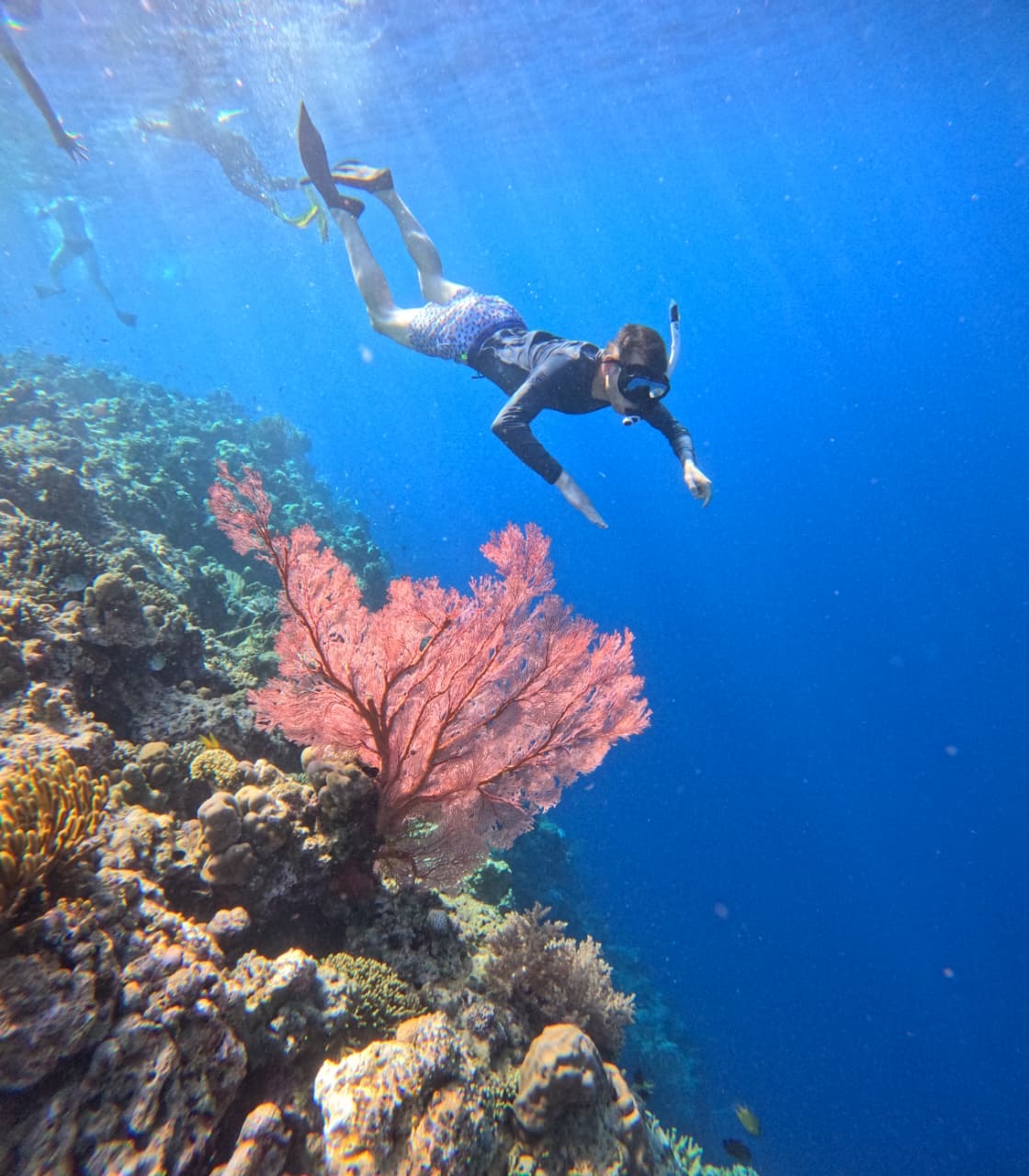 Snorkeling above coral reef at Menjangan