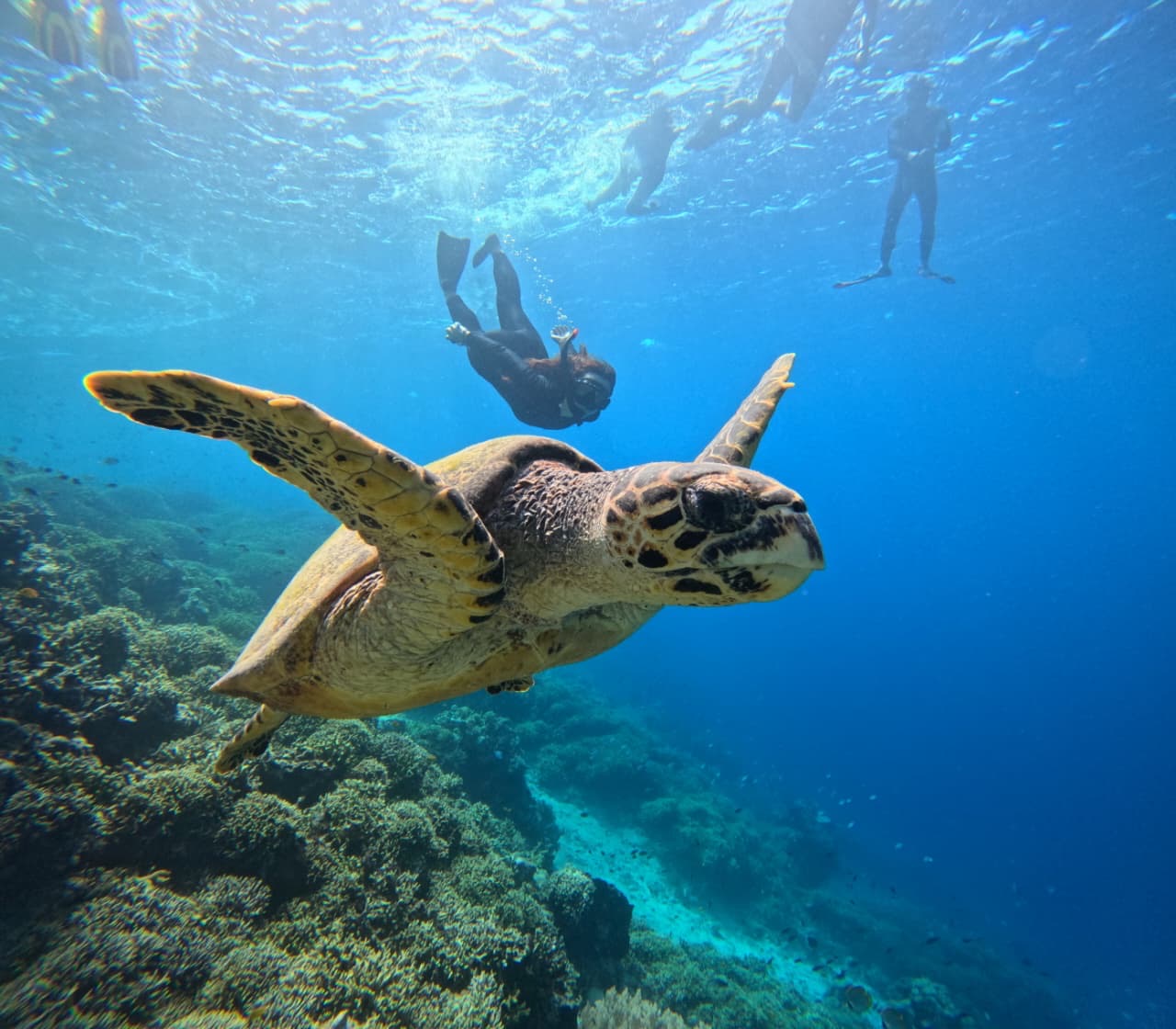 Sea turtle and coral reef in Menjangan