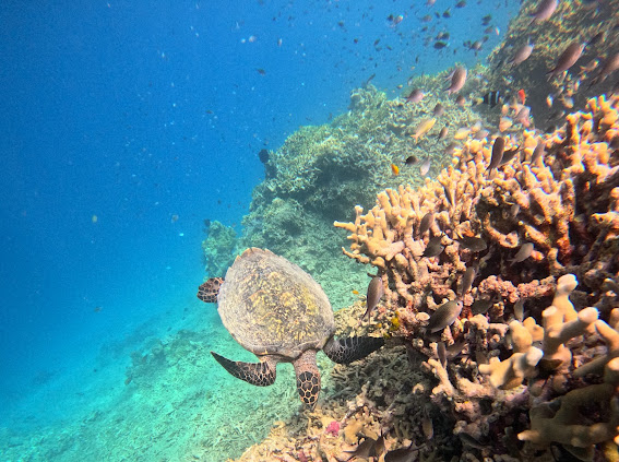 Sea turtle on Menjangan coral reef