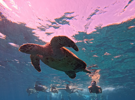 Sea turtle swimming near snorkelers in Menjangan